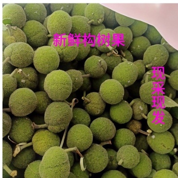 野生楮桃果构树桃原生态现摘新鲜果子,泡酒专用