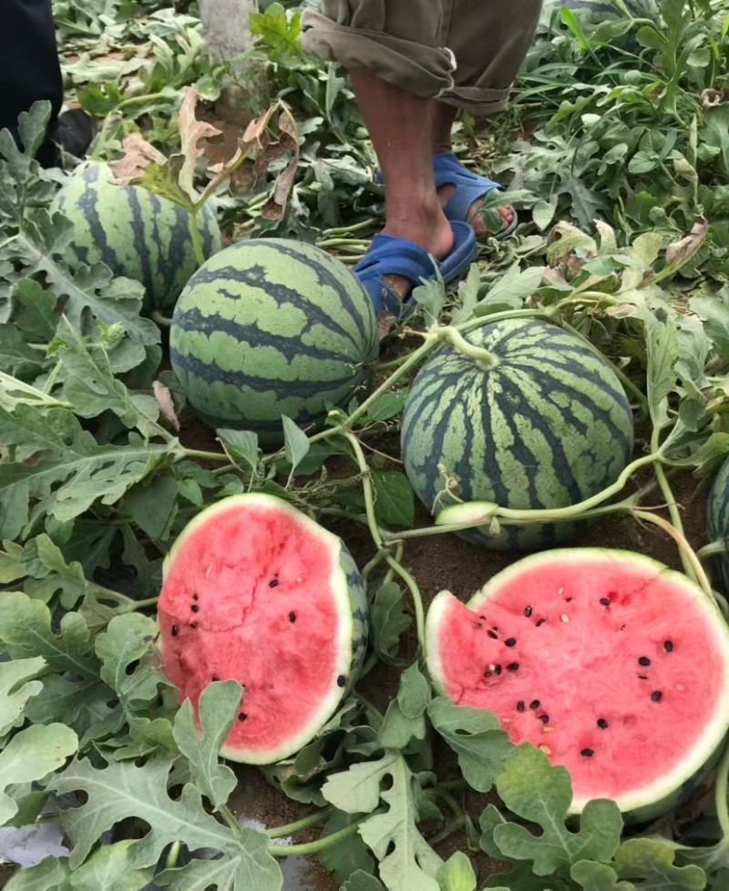 186河南开封3976陆地美都麒麟西瓜大量上市8239