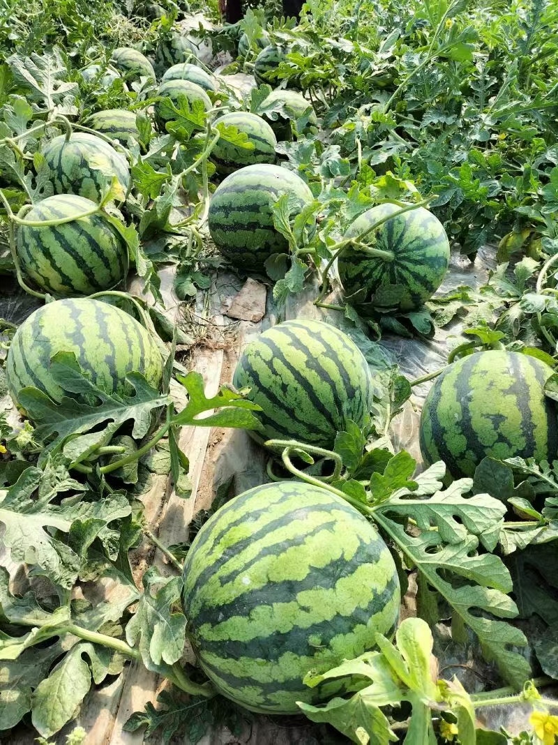 186河南开封3976陆地美都麒麟西瓜大量上市8239