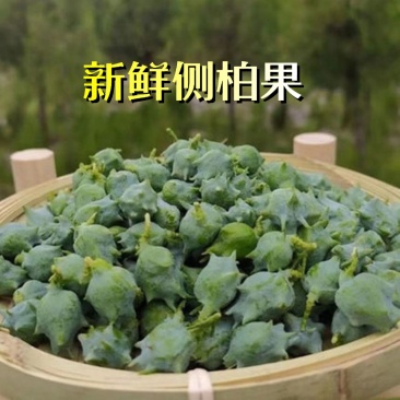 新鲜野生香柏树果柏树籽柏壳侧柏叶子扁柏籽枕头现摘现发