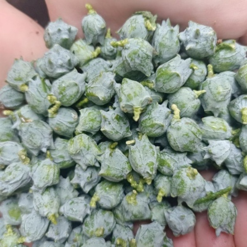 新鲜野生香柏树果柏树籽柏壳侧柏叶子扁柏籽枕头现摘现发