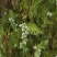 新鲜野生香柏树果柏树籽柏壳侧柏叶子扁柏籽枕头现摘现发