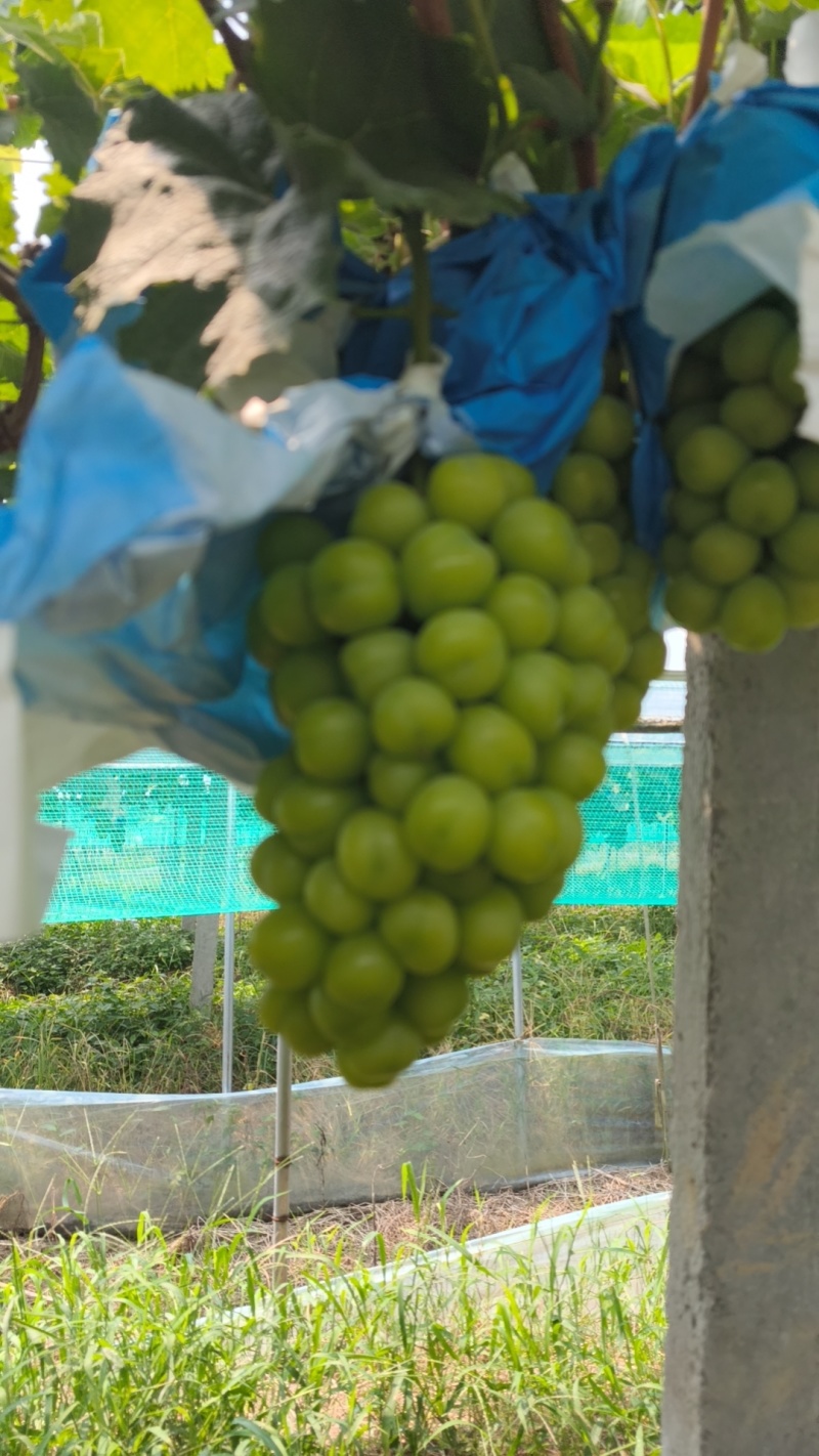 精品阳光玫瑰大量上市量大从优诚信经营致电联系