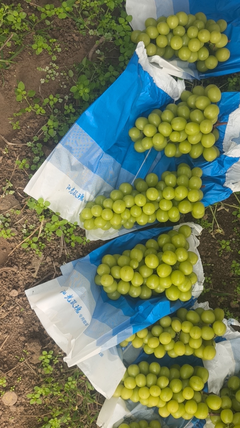 精品阳光玫瑰大量上市量大从优诚信经营致电联系