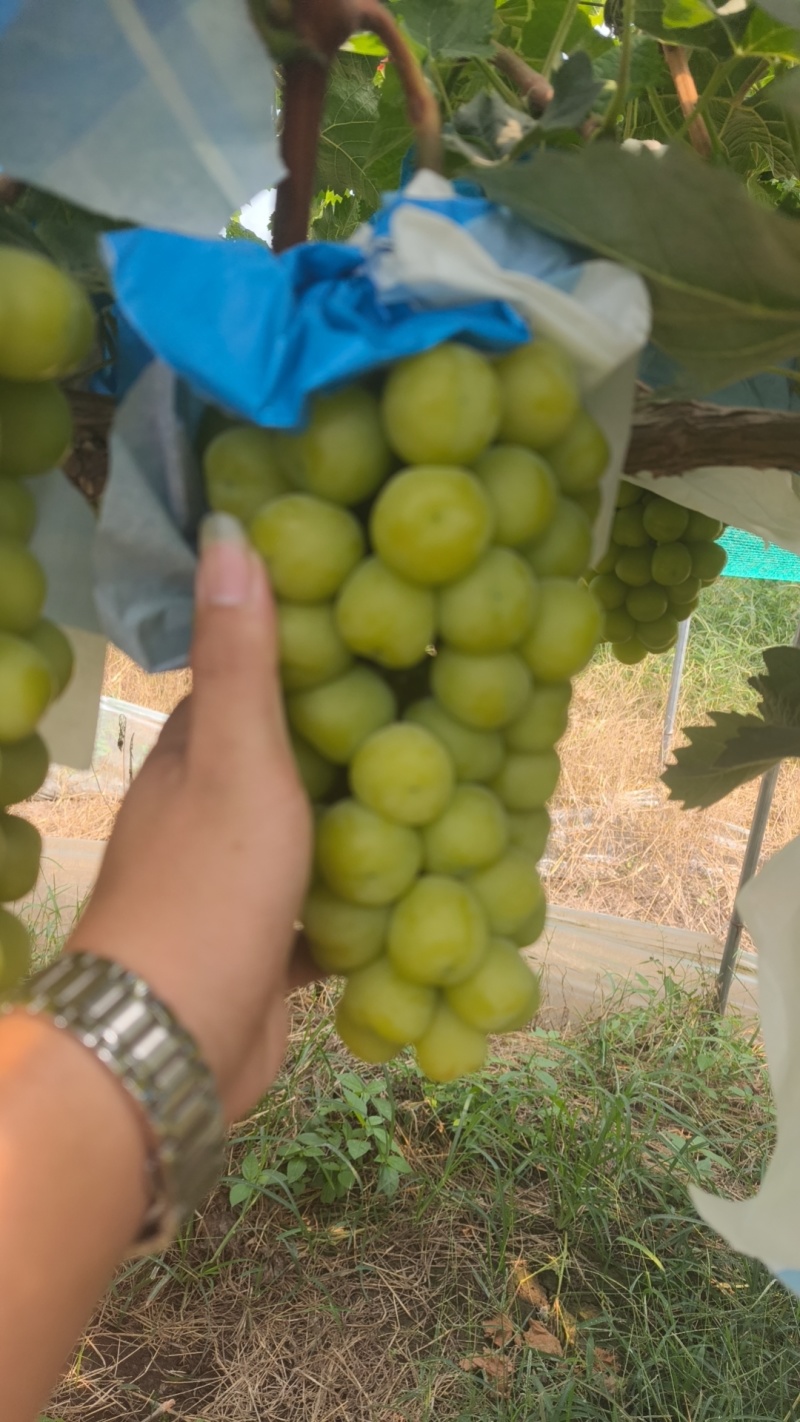 精品阳光玫瑰大量上市量大从优诚信经营致电联系