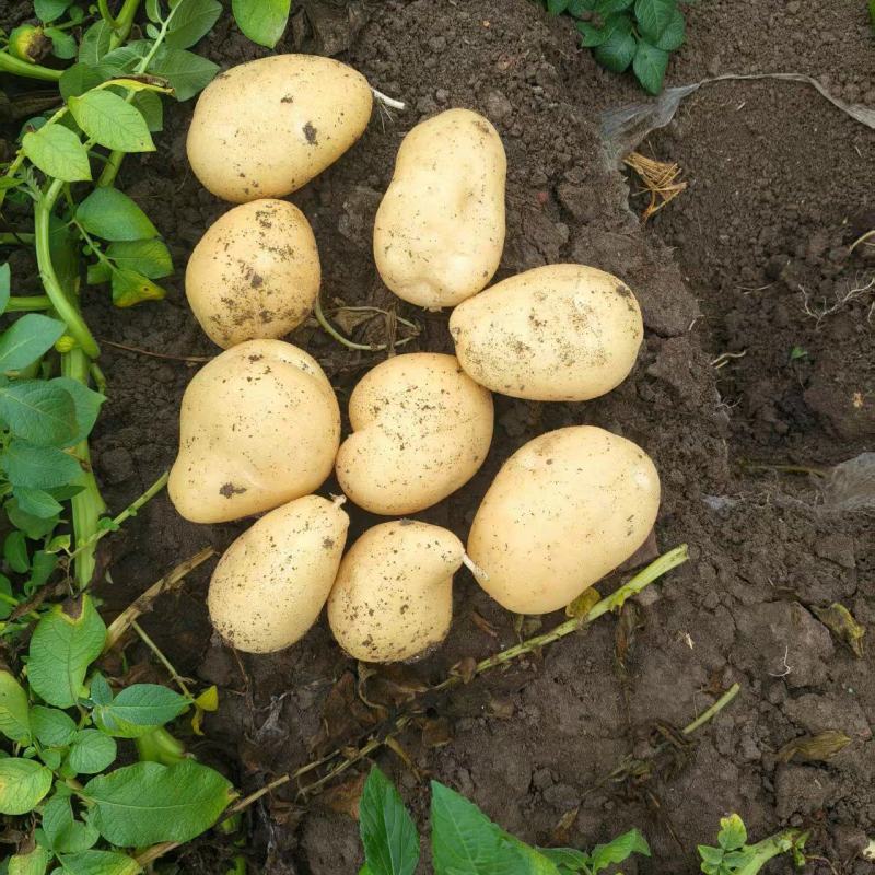 新野沃土土豆大量上市供应中，价格便宜货源充足