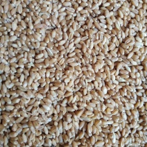 久蜜优品：生态优质新小麦，欢迎尽快对接