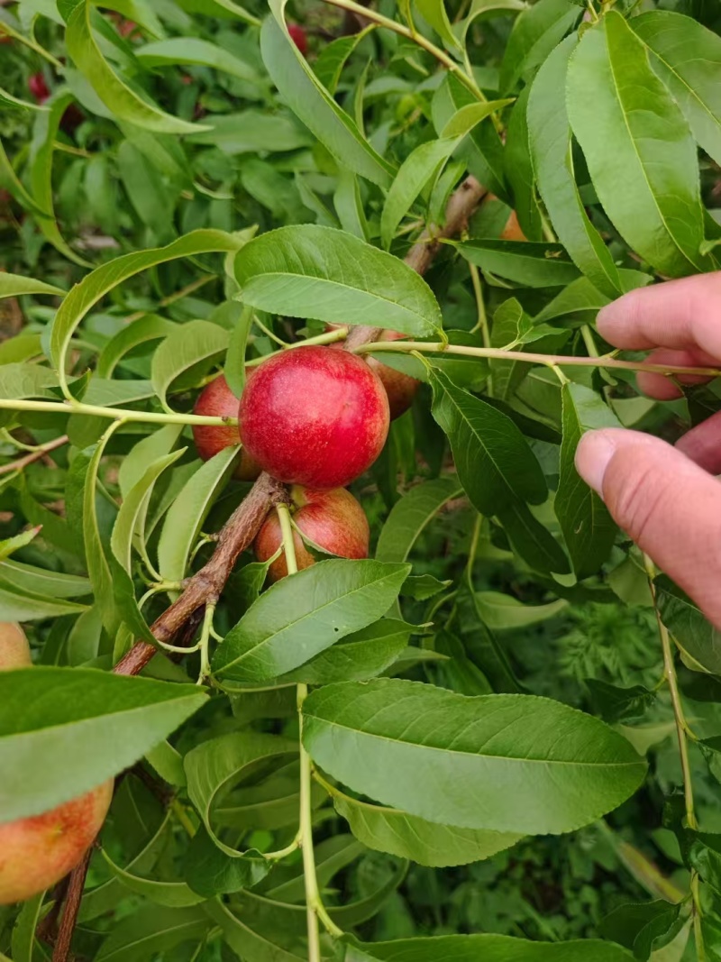 珍珠枣油桃