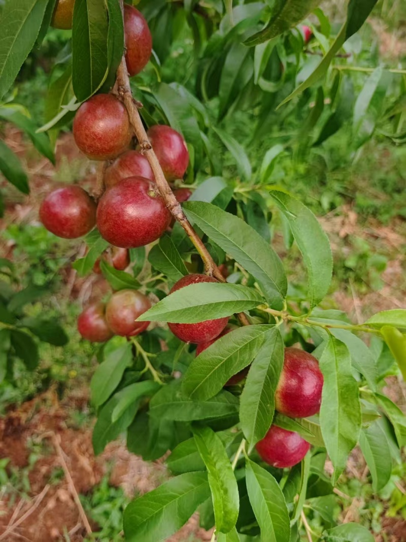 珍珠枣油桃