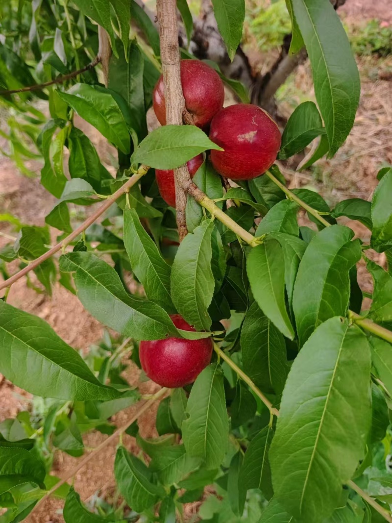 珍珠枣油桃