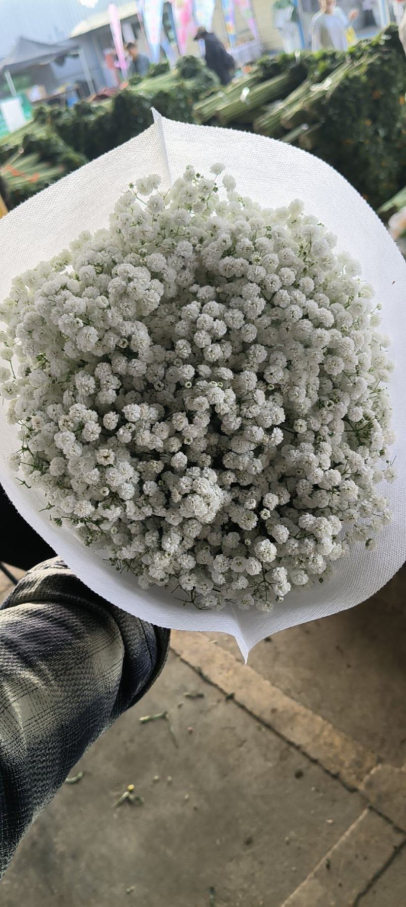 昆明呈贡斗南A级满天星半公斤17元一袋，全国发货