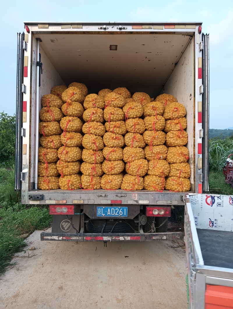 青皮核桃鲜核桃薄皮鲜核桃纸皮鲜核桃