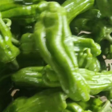 精品芜湖椒
