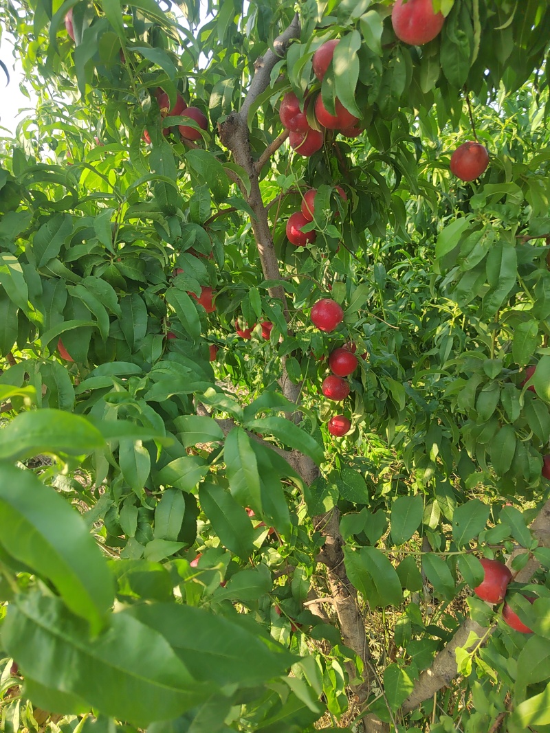 中油16