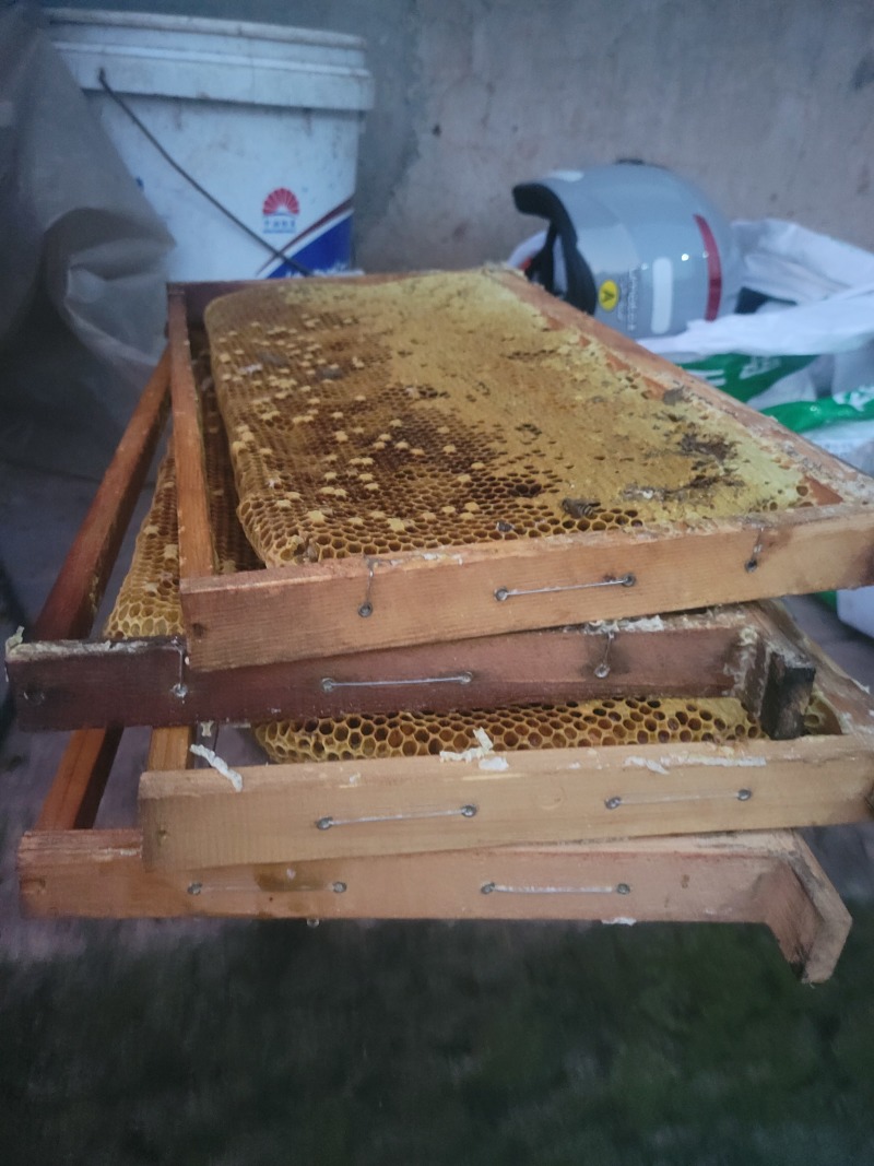自家土蜂蜜，今年第一次取蜜，6月12号。颜色金黄透亮，