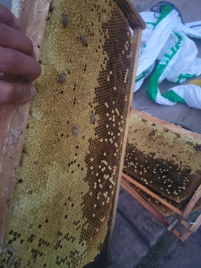 自家土蜂蜜，今年第一次取蜜，6月12号。颜色金黄透亮，