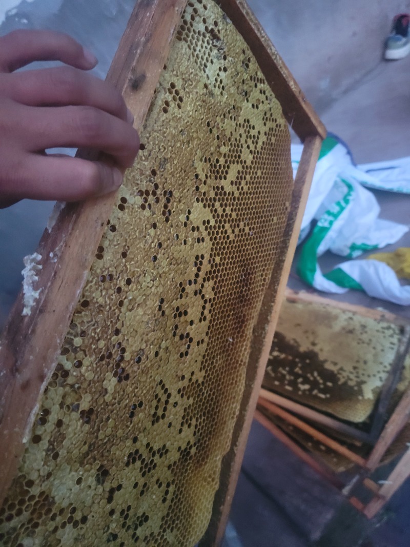 自家土蜂蜜，今年第一次取蜜，6月12号。颜色金黄透亮，