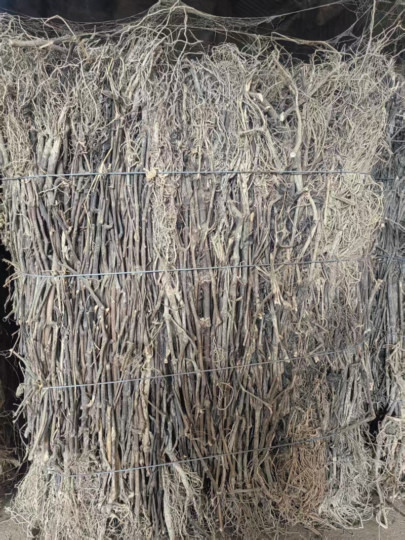 各种规格的南板蓝根全棵半颗切断可机压包干度好