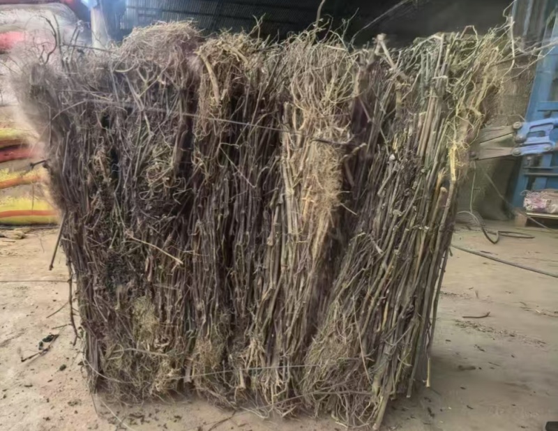 各种规格的南板蓝根全棵半颗切断可机压包干度好