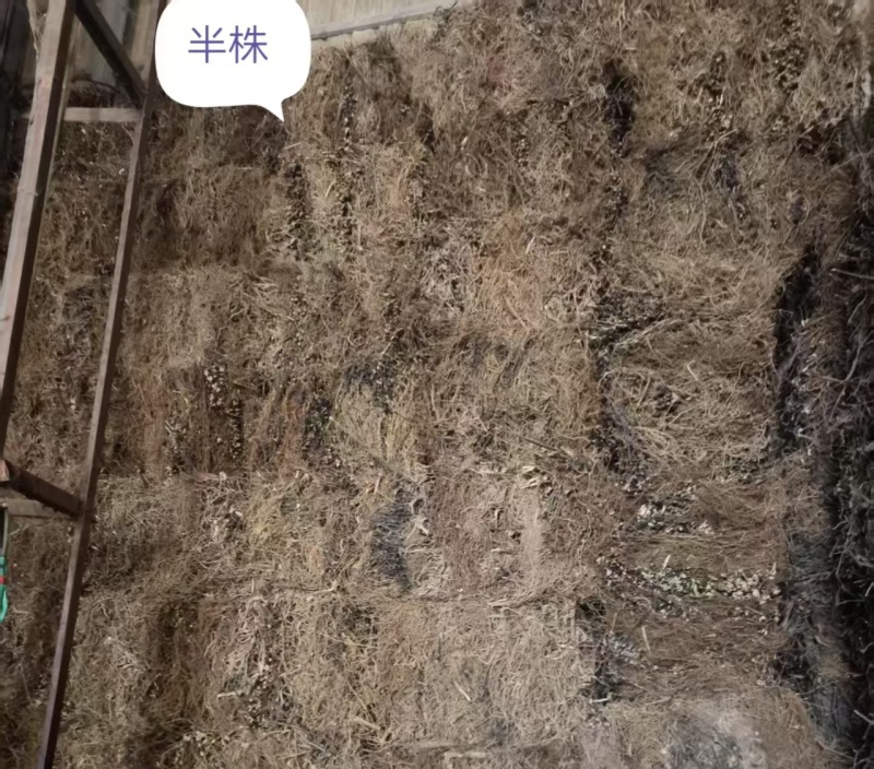 各种规格的南板蓝根全棵半颗切断可机压包干度好
