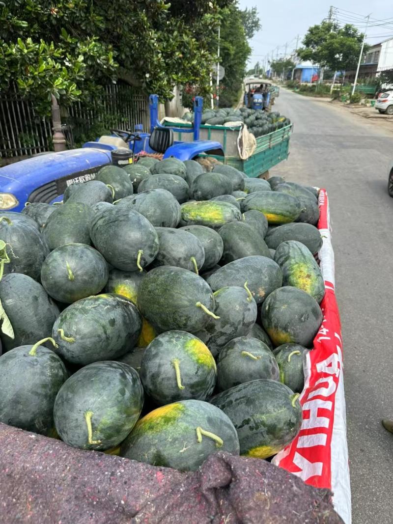 黑美人大量供应需要的批发市场商超，价格便宜需要的联系。