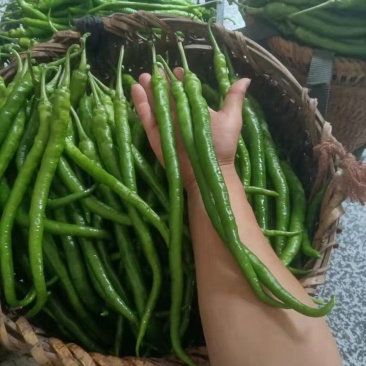 湖北精品线椒大量上市品质保证量大从优一手货源