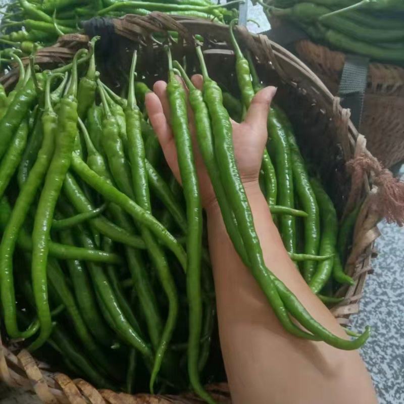 湖北精品线椒大量上市品质保证量大从优一手货源
