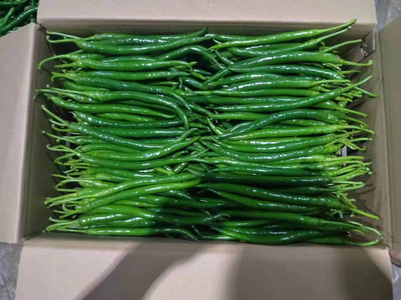 湖北精品线椒大量上市品质保证量大从优一手货源