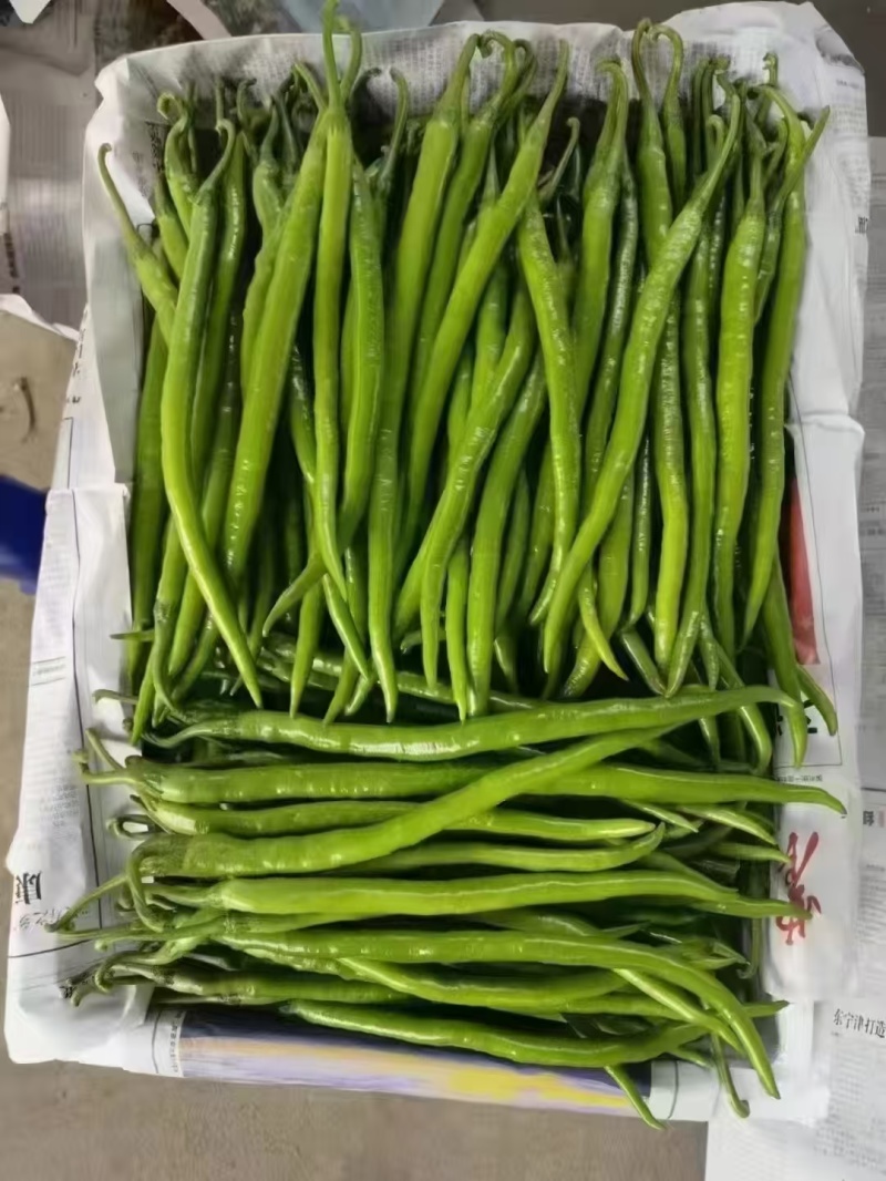 湖北精品线椒大量上市品质保证量大从优一手货源