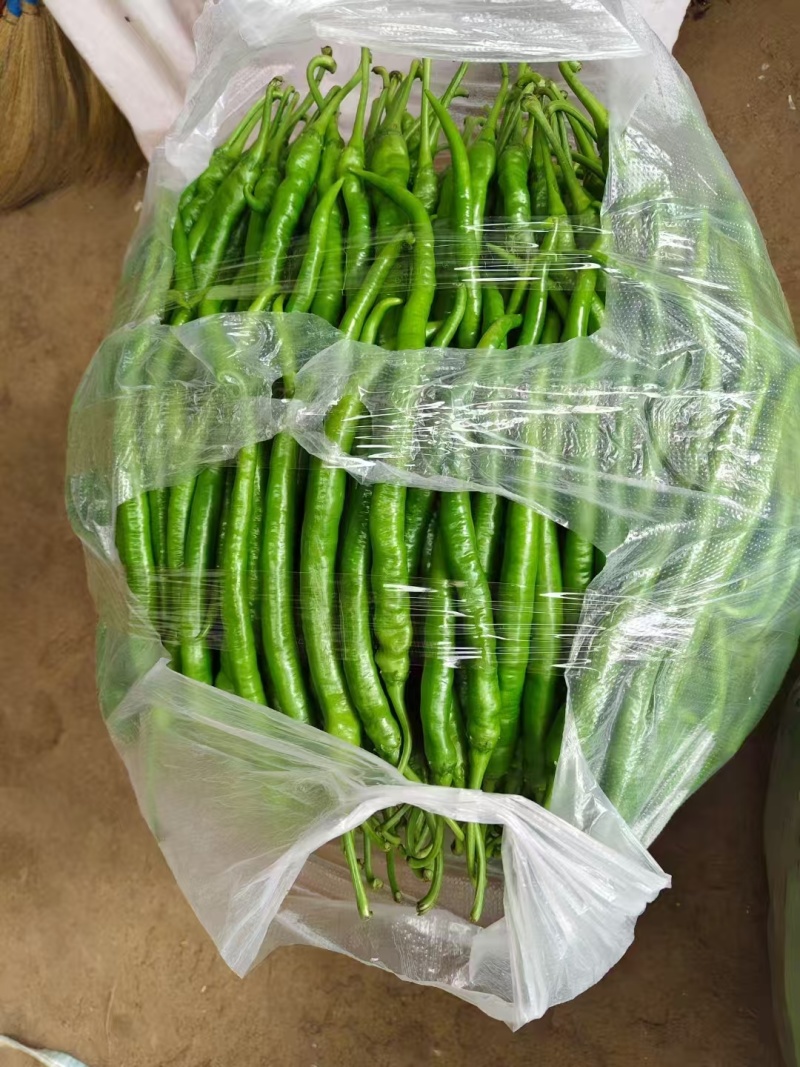 湖北精品线椒大量上市品质保证量大从优一手货源