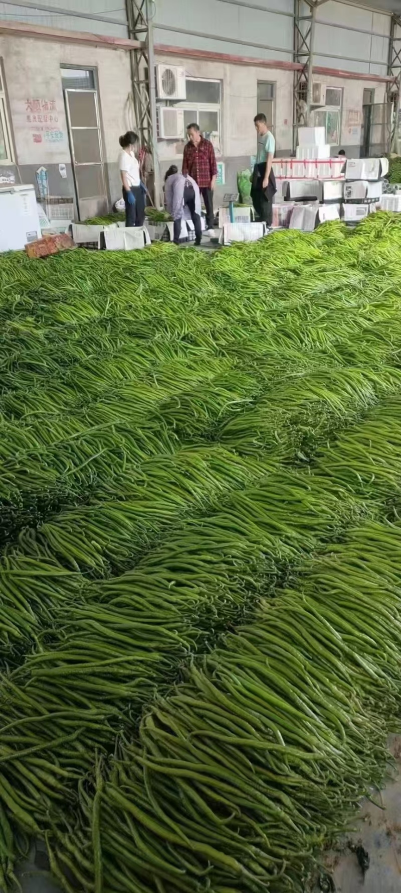 湖北精品线椒大量上市品质保证量大从优一手货源