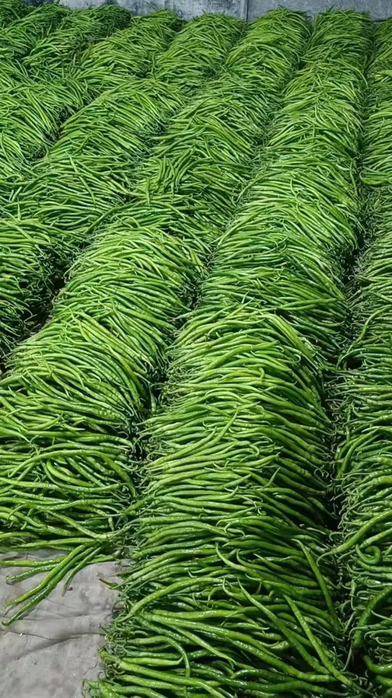 湖北精品线椒大量上市品质保证量大从优一手货源