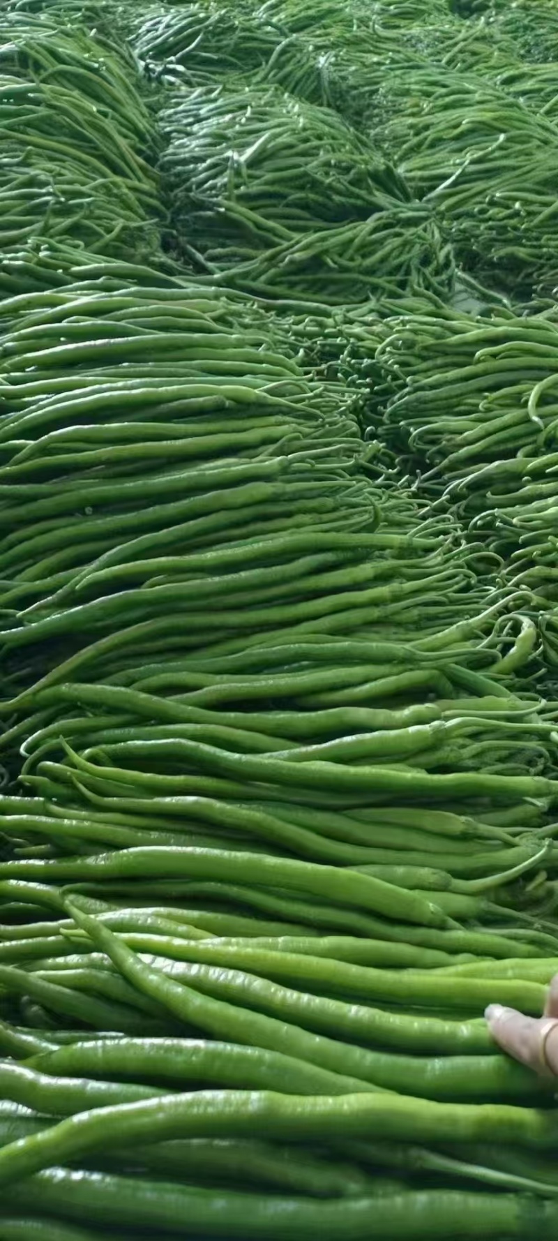 湖北精品线椒大量上市品质保证量大从优一手货源