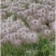 白头翁