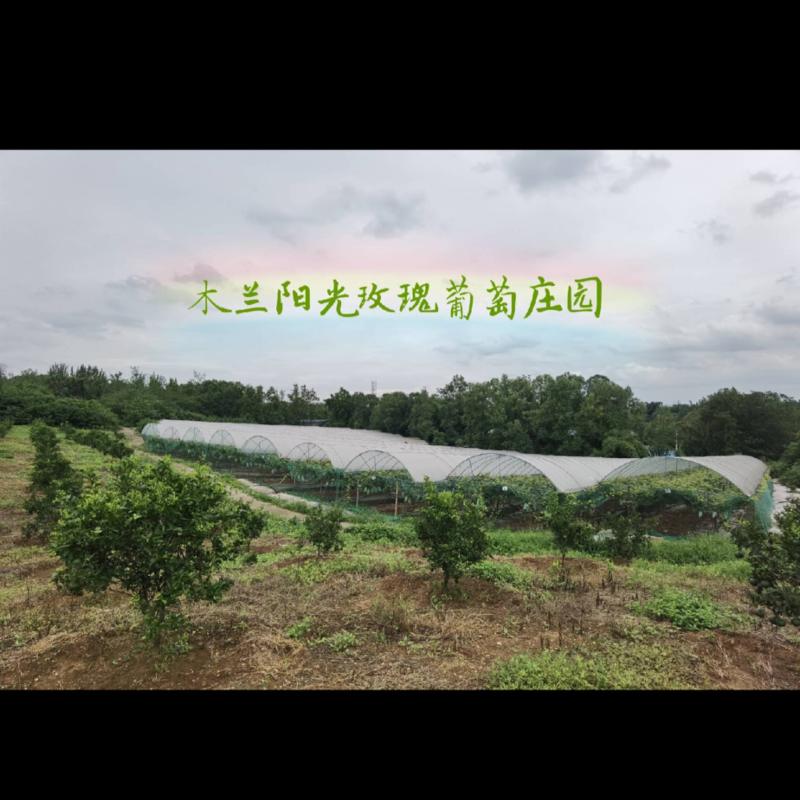 四川成都新都木兰8年果园20亩耙耙柑6亩阳光玫瑰转让