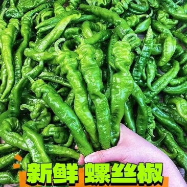 辣椒山西鲜辣椒螺丝椒大量供应，新鲜采摘，量大