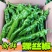 辣椒山西鲜辣椒螺丝椒大量供应，新鲜采摘，量大