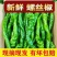 辣椒山西鲜辣椒螺丝椒大量供应，新鲜采摘，量大