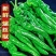辣椒山西鲜辣椒螺丝椒大量供应，新鲜采摘，量大