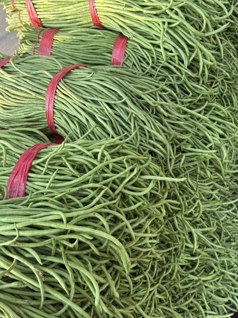 河北长豆角、白豆角大量有货
