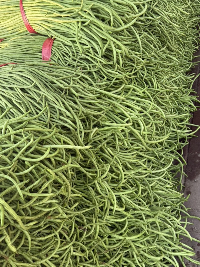 河北长豆角、白豆角大量有货