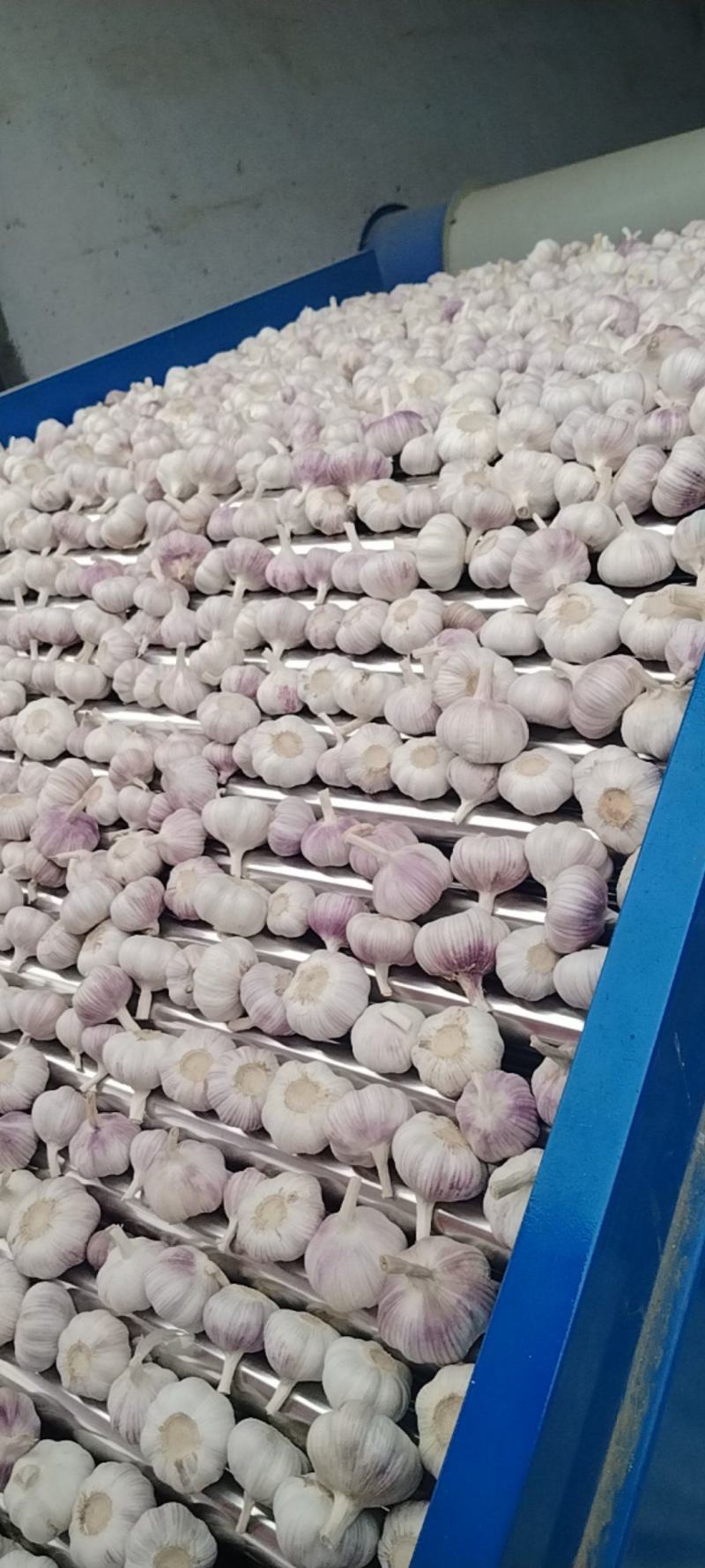 邳州精品大蒜大量上市中！