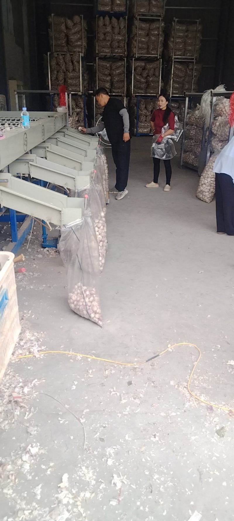 邳州精品大蒜大量上市中！