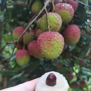 广东江门鹤山妃子笑，特级一级货