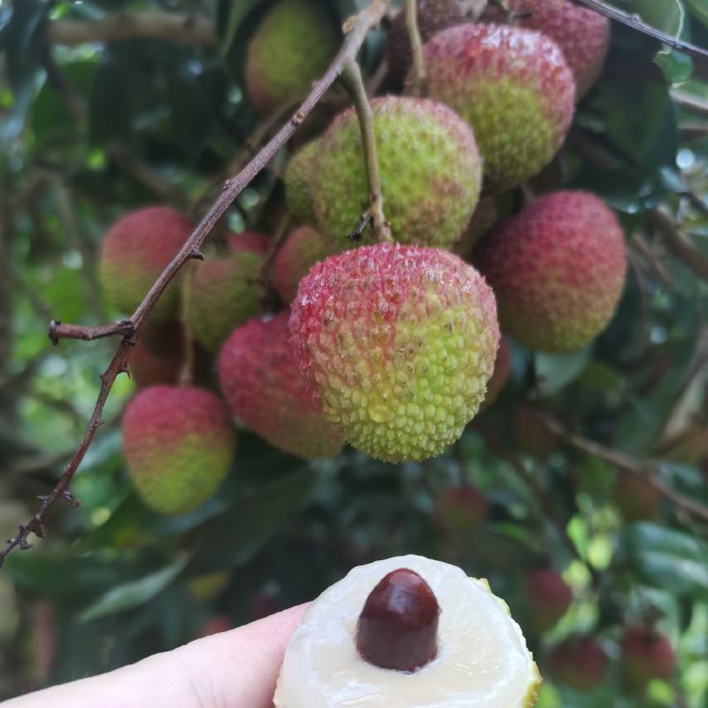 广东江门鹤山妃子笑，特级一级货