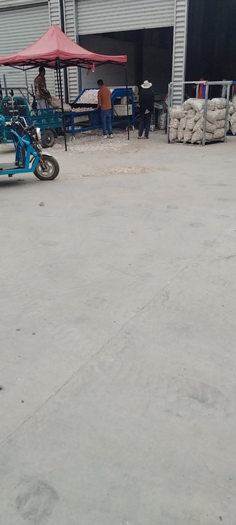 邳州精品大蒜大量上市中！