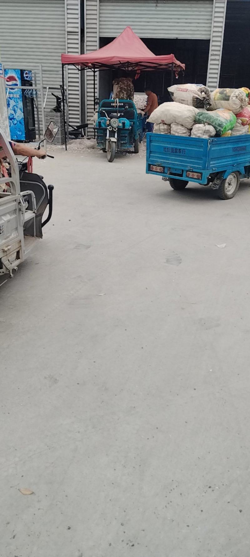 邳州精品大蒜大量上市中！