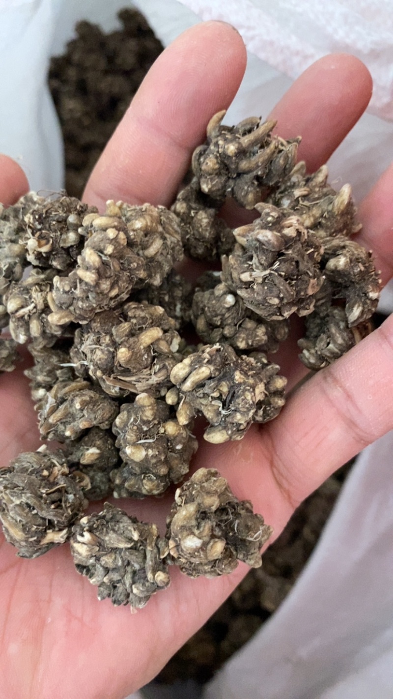 大中颗粒