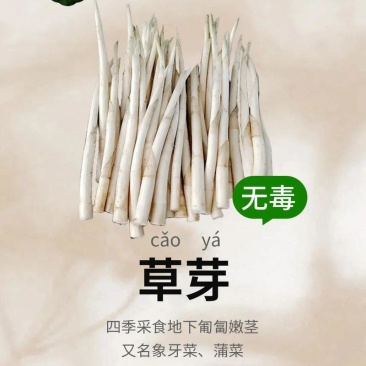 蒙自草芽