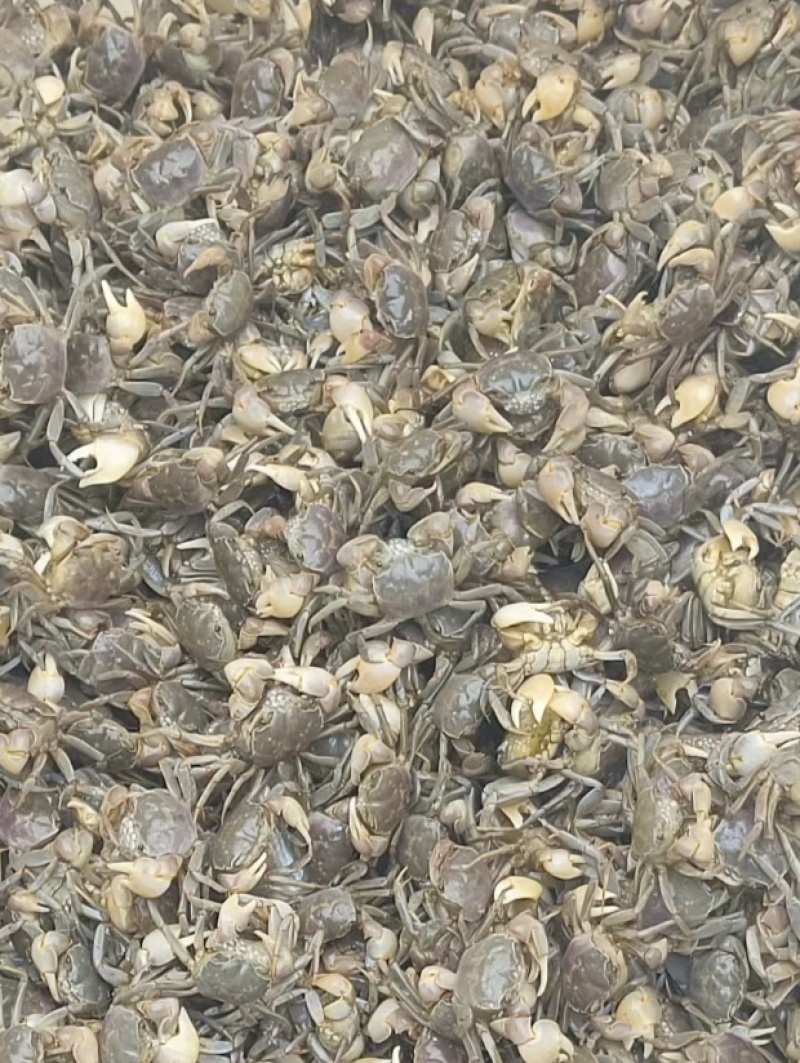 发财蟹～白玉蟹～嘟噜子。全年供货～大量批发